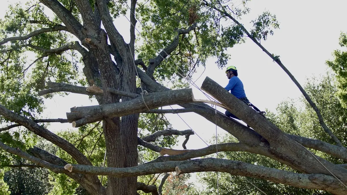 Professional Crown Thinning performed by certified arborists in Gallitzin